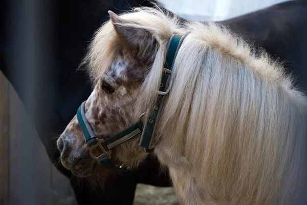 Rasseschimmel Stall Pferde Der Voliere Stall Mit Tieren Pferd Durch — Stockfoto