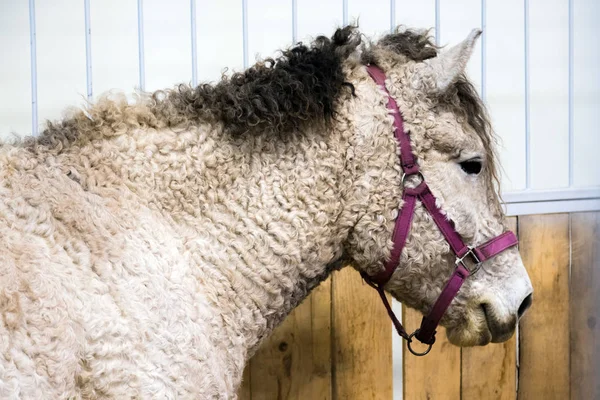 Cheval Blanc Généalogique Dans Écurie Chevaux Dans Volière Stable Avec — Photo