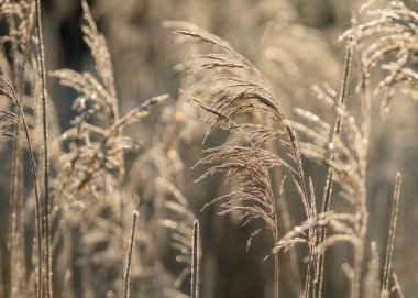 Plaj kuru ot, sazlık, seçici yumuşak odak altın günbatımı ışık, yatay, kopya alanı rüzgarda üfleme takip ediyor. Doğa, sonbahar, kış, hoarfrost sazlar, frost çim kavramı