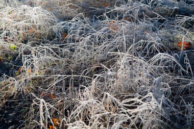 Sabah erkenden hoarfrost çim erken sonbahar sabah donmuş. Kış saati yaklaşırken Bahçe, buz gibi bitkilerde