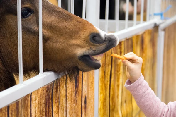 Kinder Füttern Braune Pferde Mit Der Hand Stall Rassepferd Seiner — Stockfoto