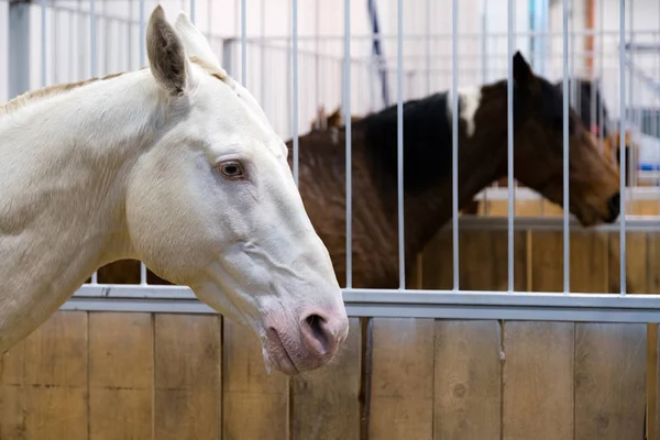 Cheval Blanc Généalogique Dans Écurie Chevaux Dans Volière Stable Avec — Photo