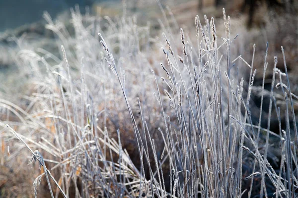 Manhã Cedo Congelado Hoarfrost Grama Início Manhã Outono Plantas Geladas — Fotografia de Stock