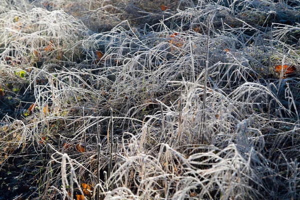 Manhã Cedo Congelado Hoarfrost Grama Início Manhã Outono Plantas Geladas — Fotografia de Stock