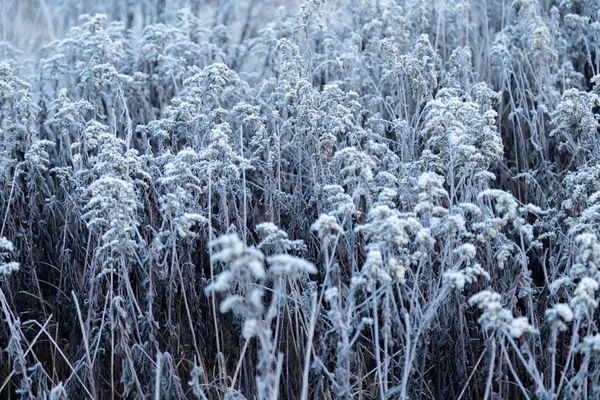 Manhã Cedo Congelado Hoarfrost Grama Início Manhã Outono Plantas Geladas — Fotografia de Stock