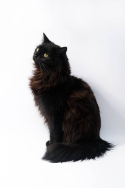 Kara kedi beyaz arka plan üzerinde izole. Kırpma yolu, metin için yer kopyalayın