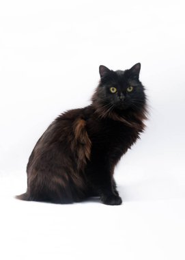 Kara kedi beyaz arka plan üzerinde izole. Kırpma yolu, metin için yer kopyalayın