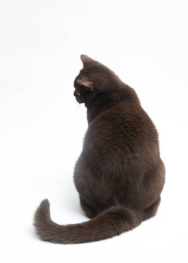 Britanya ile ilgili stenografi kedi beyaz arka plan üzerinde izole. Kırpma yolu, metin için yer kopyalayın