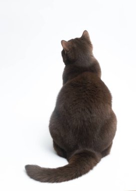 Britanya ile ilgili stenografi kedi beyaz arka plan üzerinde izole. Kırpma yolu, metin için yer kopyalayın