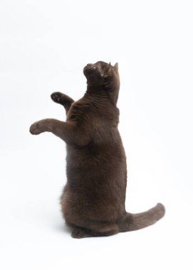 Britanya ile ilgili stenografi kedi beyaz arka plan üzerinde izole. Kırpma yolu, metin için yer kopyalayın