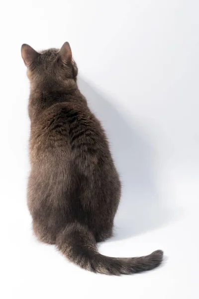 Gatto Domestico Isolato Sfondo Bianco Percorso Ritaglio Copia Spazio Testo — Foto Stock