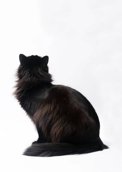Чорний Кіт Ізольований Білому Тлі Відсічний Контур Простір Копіювання Тексту — стокове фото