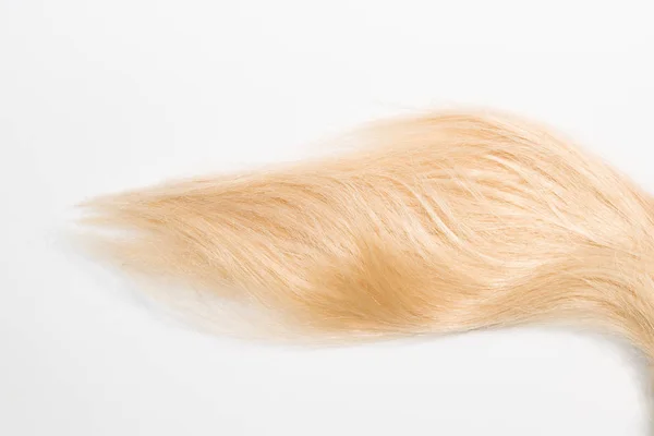 Blonde Natürliche Haarverlängerungen Isoliert Auf Weißem Hintergrund Clipping Patch Kopierraum — Stockfoto