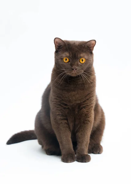 Brittisk Korthår Cat Isolerad Vit Bakgrund Urklippsbana Kopiera Utrymme För — Stockfoto
