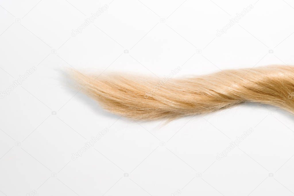Blond natural hair extensions isolated on white background. Clipping patch, copy space