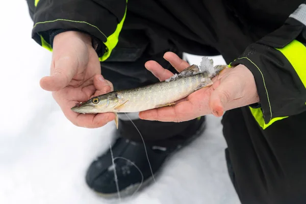 Man Håller Lite Gädda Fisk Vinterfiske Isen Koppla Vilt — Stockfoto