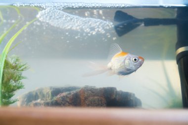 Evde akvaryum akvaryum balığı. Akvaryum filer, rock ve bitkiler içinde belgili tanımlık geçmiş