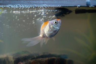 Evde akvaryum akvaryum balığı. Akvaryum filer, rock ve bitkiler içinde belgili tanımlık geçmiş