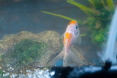 Üstten Görünüm in goldfish içinde belgili tanımlık akvaryum evde. Balık rock ve bitkiler içinde belgili tanımlık geçmiş