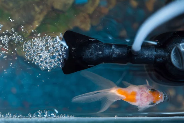 Üstten Görünüm in goldfish içinde belgili tanımlık akvaryum evde. Balık rock ve bitkiler içinde belgili tanımlık geçmiş