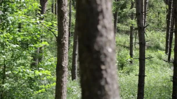 Mirando Través Pinos Día Soleado Bosque Panorámica Entorno Natural — Vídeo de stock