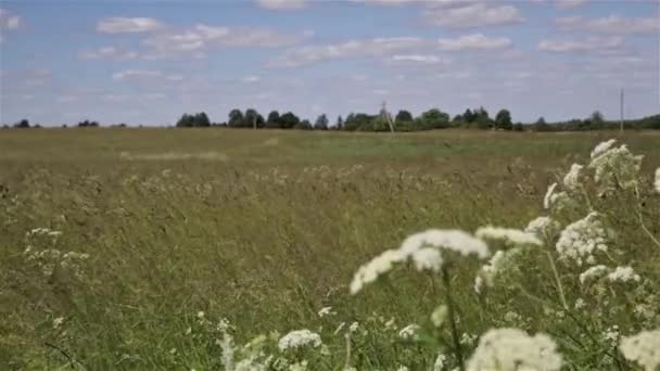 干草田里吹着风的草 阳光照耀在乡村景观 — 图库视频影像