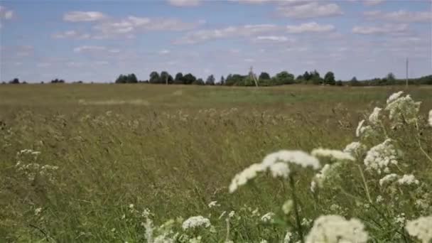 Wind blowing grass in hay field. Sun shining in rural landscape, farm lands — Stock Footage Wind Blowing Grass Hay Field Sun Shining Rural Landscape Farm Stock Video