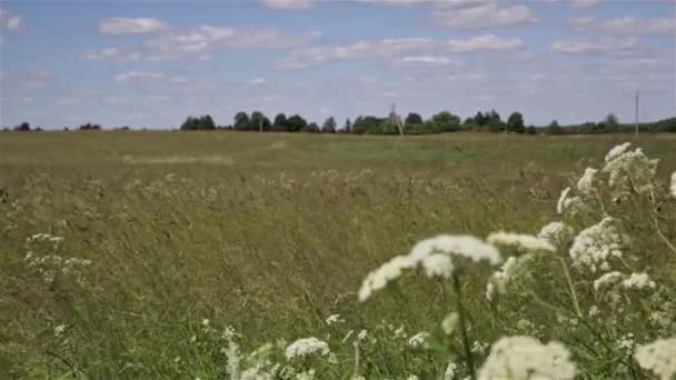 Vinden Blåser Gräs Fältet Solen Skiner Landsbygdens Landskap Landar Gården — Stockvideo