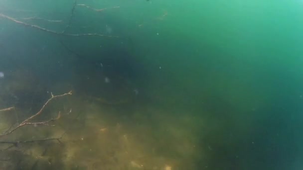 水の下で古い樺の木 湖水中の海洋生物を探索します 古い白樺の木の枝と根 — ストック動画