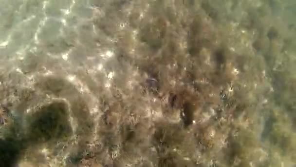 Plantes lacustres sous-marines et jeux de rayons du soleil ondulant sous l'eau. Exploration du lac d'eau douce 