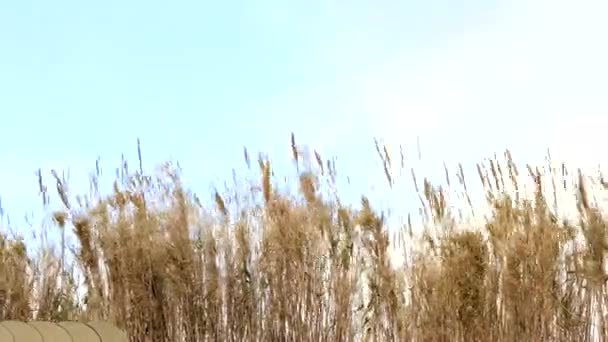 Foin Soufflant Dans Vent Timelapse Avec Des Nuages Déplaçant Arrière — Video