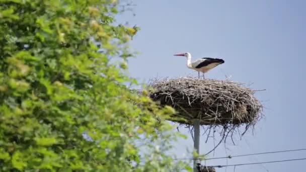 Europeiska Stork Sitt Ovanpå Högspänning Pole Mellan Gröna Träd Solig — Stockvideo