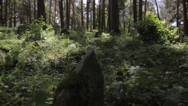 Plan Panoramique Cimetière Islamique Abandonné Dans Forêt Herbe Les Arbres — Video