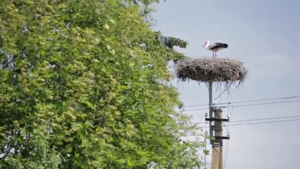 晴れた日には緑の木々 との間の高電圧電気ポールの上に彼の巣で欧州のコウノトリ — ストック動画