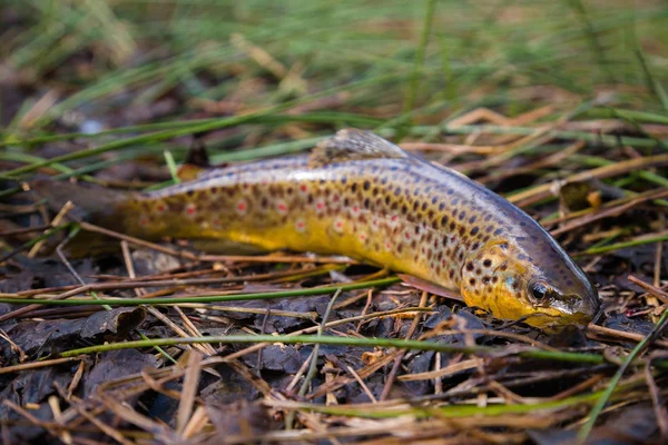 Fresh water, wild brown trout on vegetation by the river. Wild fish with dots on the grass. Fly fishing, spinning in the river stream