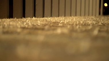 Ephemera hainanensis-mayfly ya da fishflies olarak bilinen, shadflies veya up-Winged sinekler. Gece boyunca sokak ışıkları etrafında yere kaynıyor mayflies. Çiftleşme sezonu, vahşi böcek hayvanları