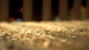 Ephemera hainanensis-mayfly ya da fishflies olarak bilinen, shadflies veya up-Winged sinekler. Gece boyunca sokak ışıkları etrafında yere kaynıyor mayflies. Çiftleşme sezonu, vahşi böcek hayvanları