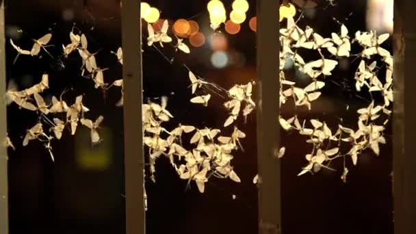 Hainanensis 플라이 물고기 파리로 알려진 밤에는 가로등 주위를 지상에 따뜻하게 — 비디오