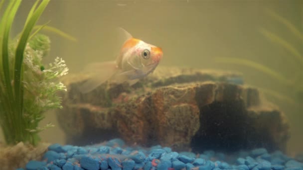 Goldfish Aquário Casa Filtro Aquário Rocha Plantas Segundo Plano — Vídeo de Stock