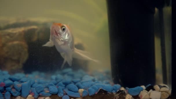 Goldfish Aquário Casa Filtro Aquário Rocha Plantas Segundo Plano — Vídeo de Stock