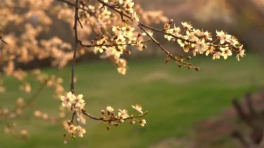 Çiçek açan Erik ağaç gövdesi çiçeklerle bahar zamanı. Gün batımında, sıcak ışığıyla parlayan güneş alan derinliği sığ