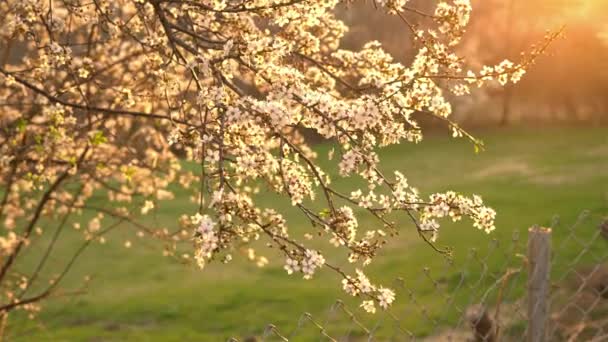 Ανθίζοντας Δέντρο Δαμάσκηνο Κορμό Λουλούδια Άνοιξη Ήλιο Λάμπει Θερμό Φως — Αρχείο Βίντεο