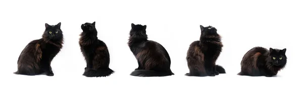 Siyah kedi bileşik beyaz arka planda izole farklı pozlar. Kırpma yolu, PET farklı varyasyon pozlar
