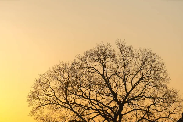 The silhouette majestic tree with idyllic sunset at dusk and clear sky background. Silhouette of dark tree branches at sunrise — Stock Photo, Image