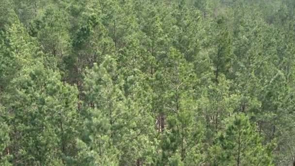 Vue aérienne de la pinède européenne par une journée ensoleillée. Arrière-plan motif pin, préservation des bois 