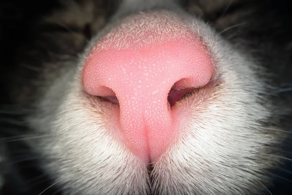 แมคโครช็อตจมูกแมวสีชมพู ปิดมุมมองของรูจมูกแมวในบ้าน — ภาพถ่ายสต็อก