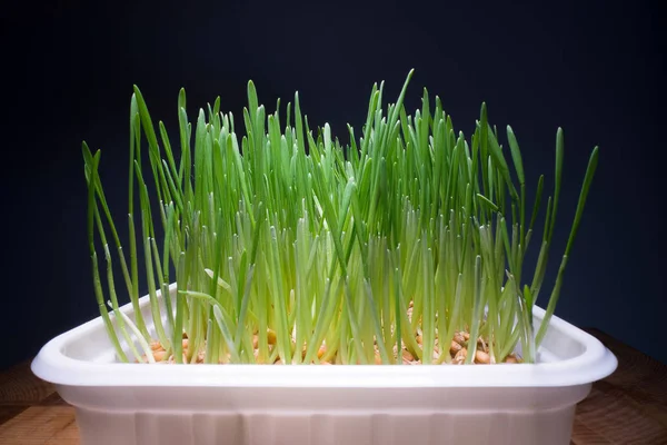 Coltivare erba commestibile a casa. Germogli verdi che escono dai semi in vaso bianco, cibo biologico, stile di vita sano — Foto Stock