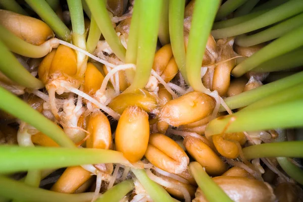 Coltivare erba commestibile a casa. Germogli verdi che escono dai semi in vaso bianco, cibo biologico, stile di vita sano — Foto Stock