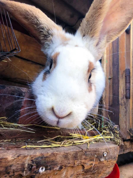 Vista da vicino del coniglio agricolo europeo che guarda nella telecamera. Carino coniglietto in una gabbia della fattoria — Foto Stock