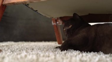 Genç kız el oynamak için kahverengi İngiliz kısa saçlı kedi provoke. Oyuncu kedi görünümlü kolu kaşımaya çalışır